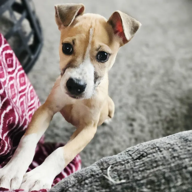 Popsicle thumbnail 3