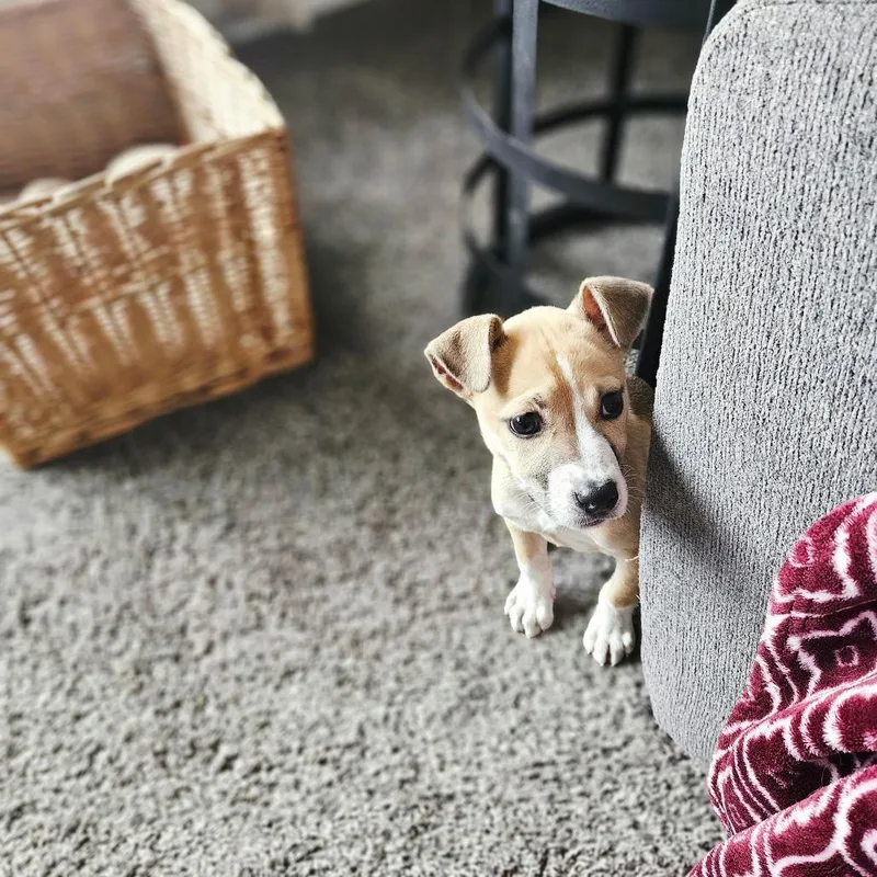 Popsicle thumbnail 4