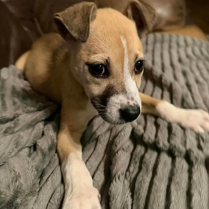 Popsicle thumbnail 5