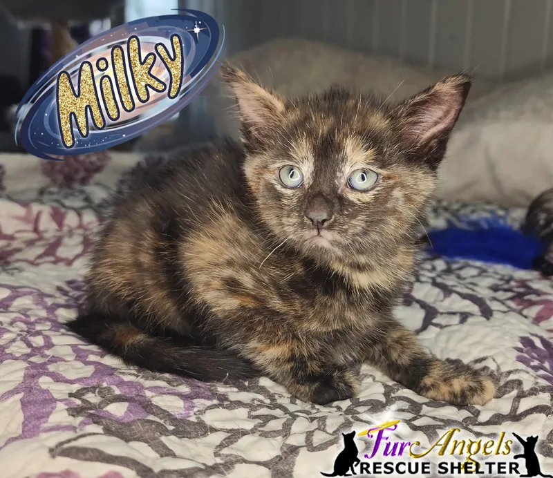 A baby medium-sized female Tortoiseshell Domestic Short Hair cat named Milky for adoption in Toledo, OH