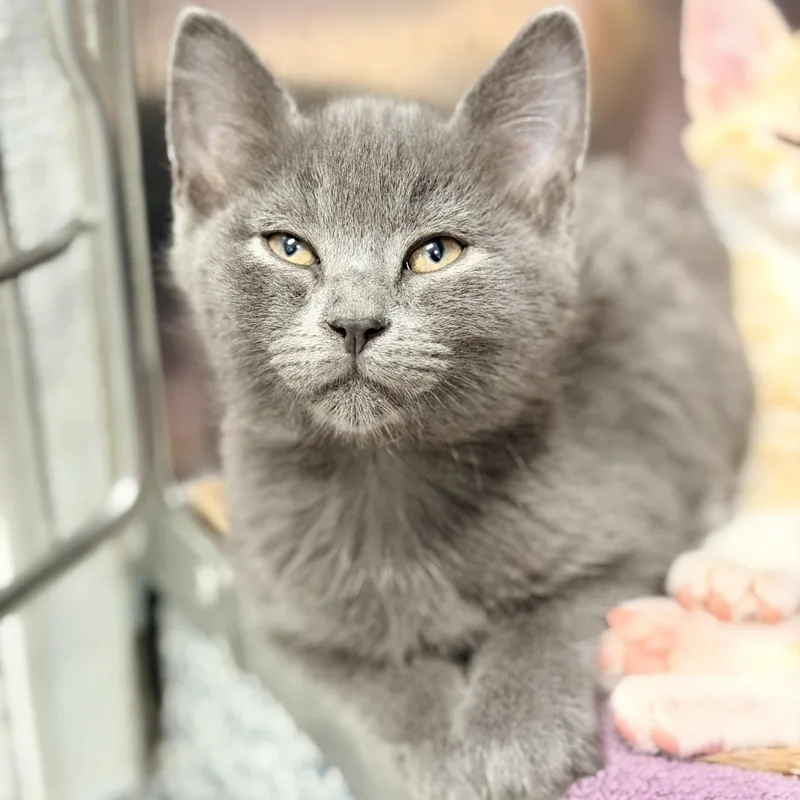 A baby medium-sized male Gray / Blue / Silver Domestic Short Hair cat named Blueberry for adoption in Manahawkin, NJ
