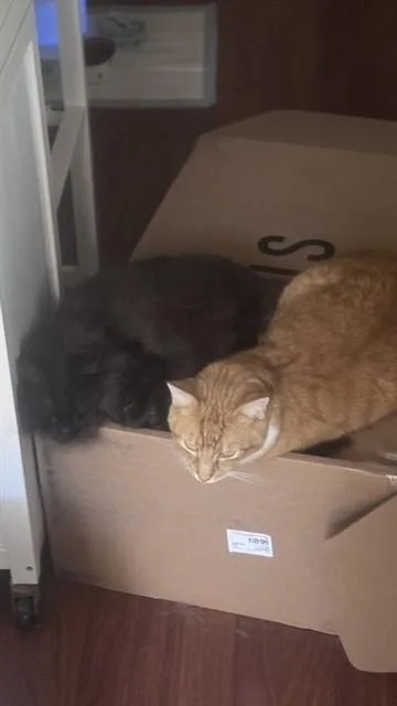 An adult medium-sized male Domestic Short Hair cat named Bob for adoption in Long Beach, CA