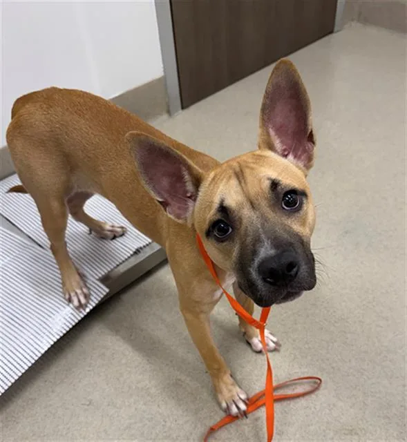 A young medium-sized female Staffordshire Bull Terrier dog named Meep for adoption in Baytown, TX