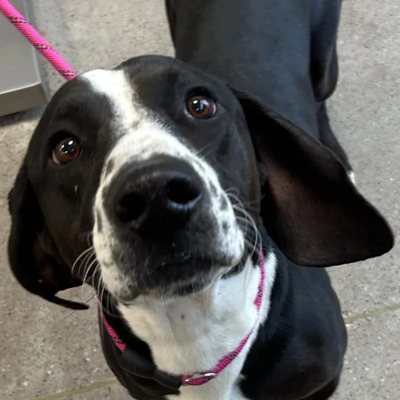 An adult medium-sized male Black Mixed Breed dog named 112721 for adoption in Las Cruces, NM