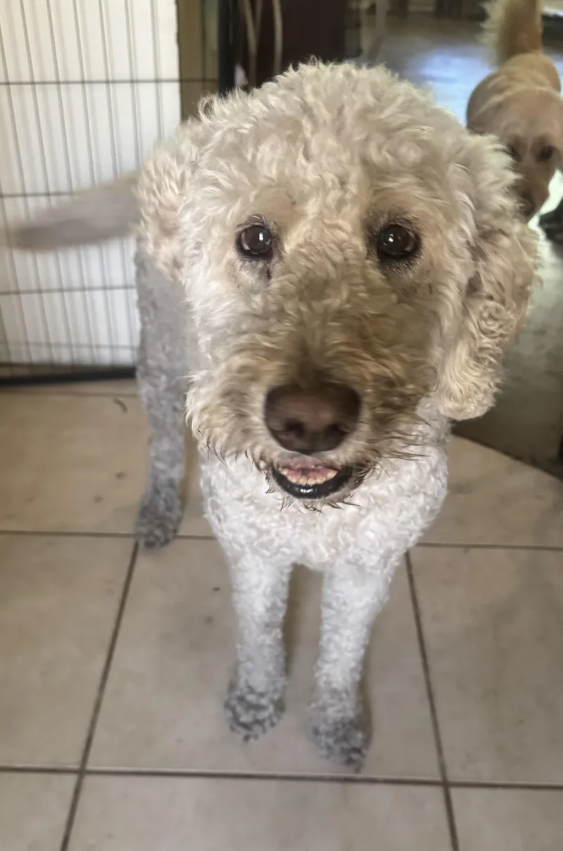 An adult large-sized female Yellow / Tan / Blond / Fawn Goldendoodle dog named Mia for adoption in Palm Harbor, FL