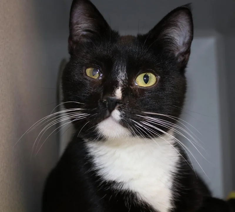 London Fog thumbnail 2