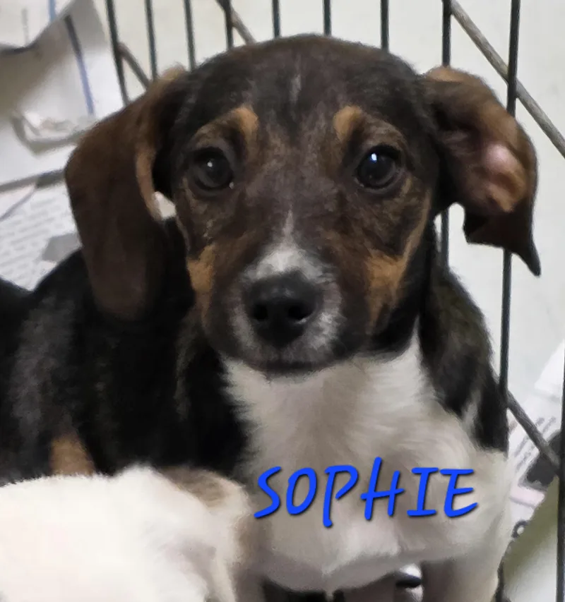 Sophie