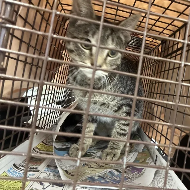 An adult medium-sized female Black Domestic Short Hair cat named Glenda for adoption in Philadelphia, PA