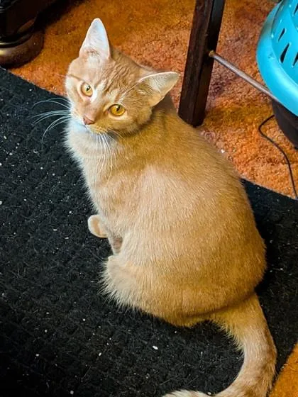 An adult medium-sized female Domestic Short Hair cat named Peaches for adoption in Shawano, WI