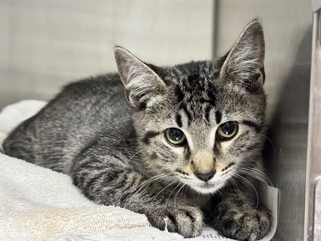 A baby small-sized male Domestic Short Hair cat named Bronco for adoption in Pueblo, CO