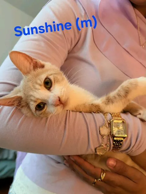 A baby small-sized male Gray / Blue / Silver American Shorthair cat named Sunshine and Skye for adoption in Bristow, VA