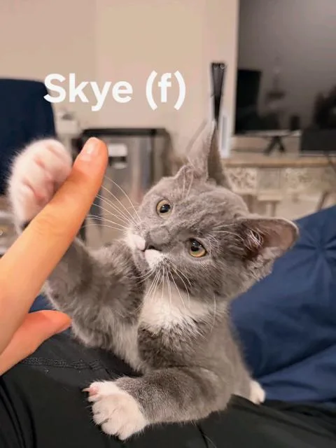 Sunshine and Skye  thumbnail 2