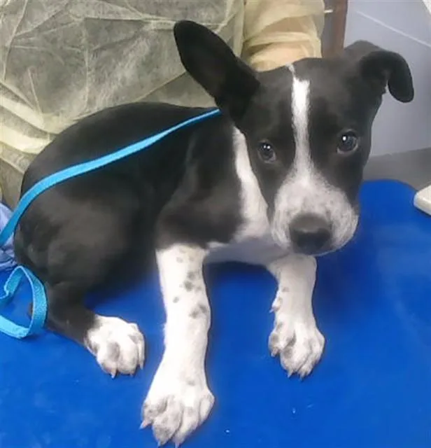 A baby large-sized male Pit Bull Terrier dog named Macho Man for adoption in Phoenix, AZ