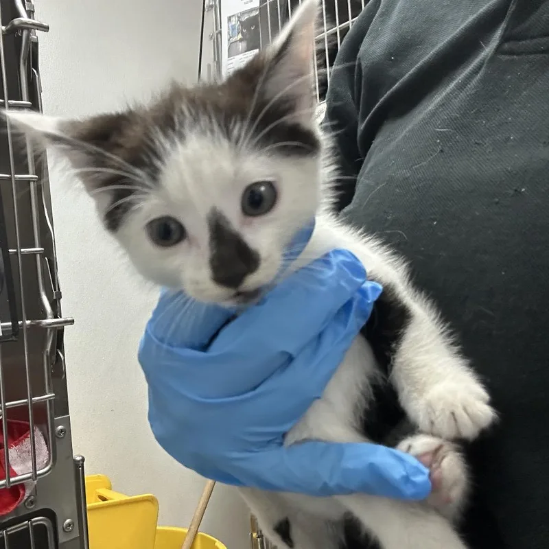 A baby small-sized female Black Domestic Short Hair cat named Lu for adoption in Newark, NJ