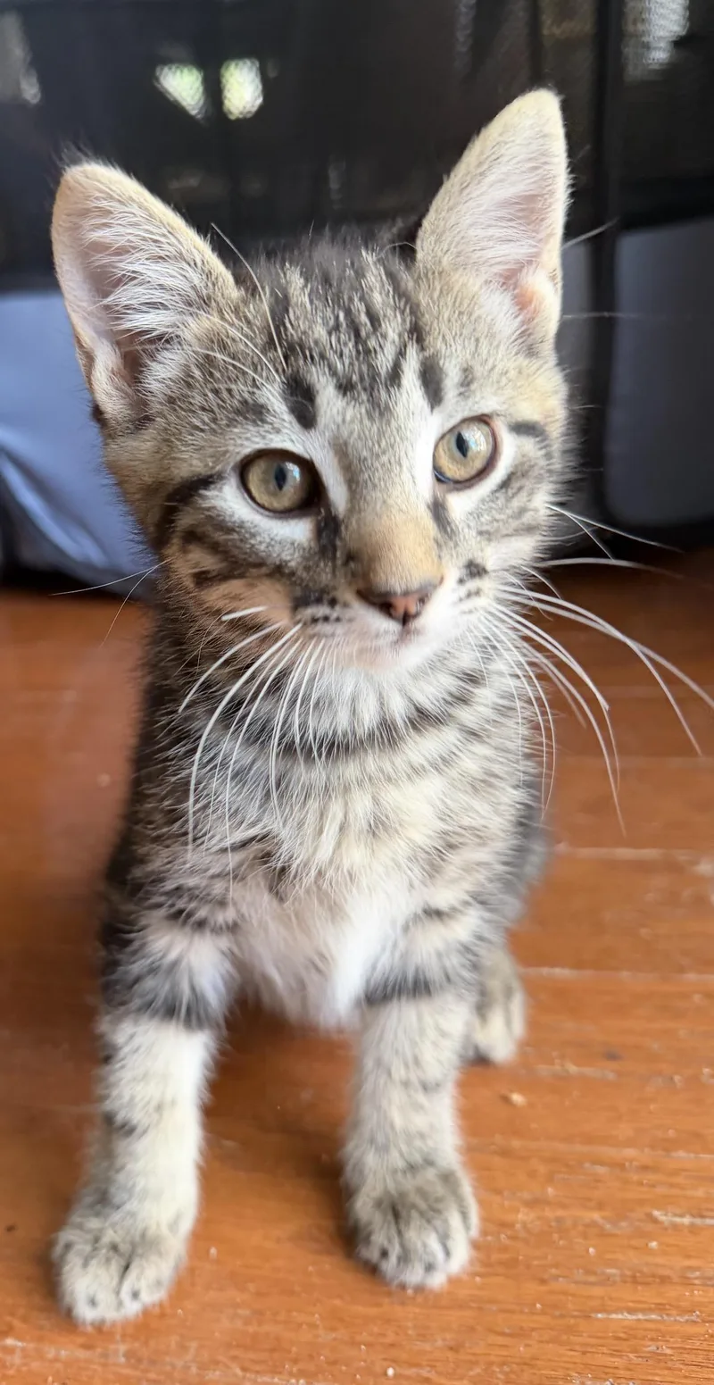 A baby medium-sized male Tabby (Gray / Blue / Silver) Domestic Short Hair cat named Ozzy for adoption in Pawleys Island, SC