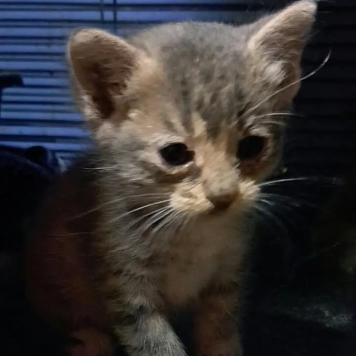 A baby small-sized female Tortoiseshell Domestic Short Hair cat named Carlie for adoption in Green Forest, AR