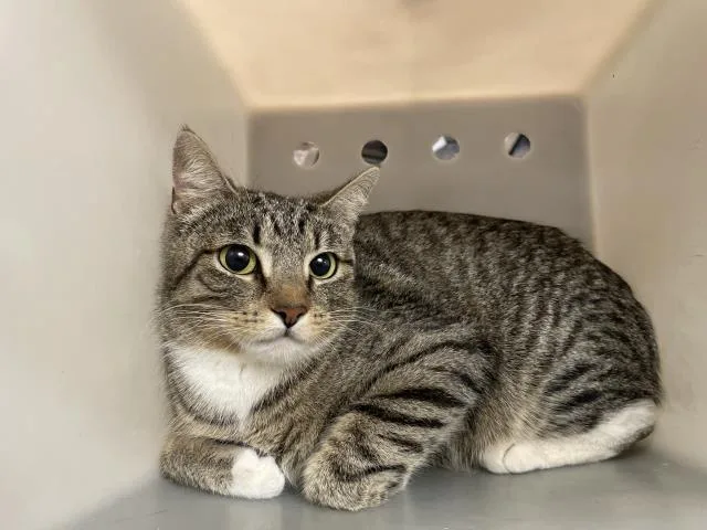 A young small-sized female Domestic Short Hair cat named Selkie for adoption in Thousand Palms, CA