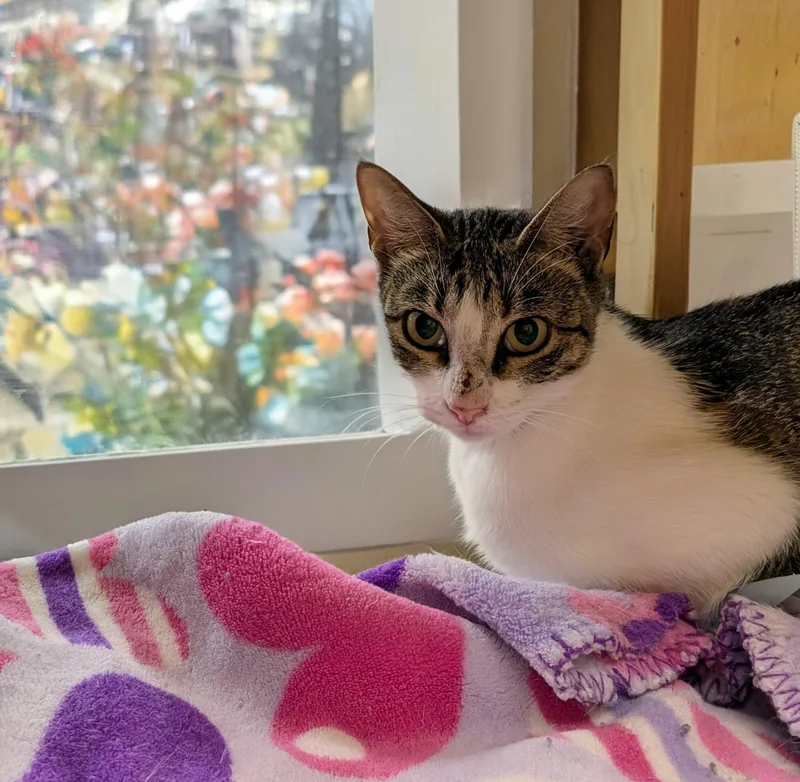 An adult medium-sized female Gray & White Tabby cat named Charli XCX for adoption in Pearland, TX