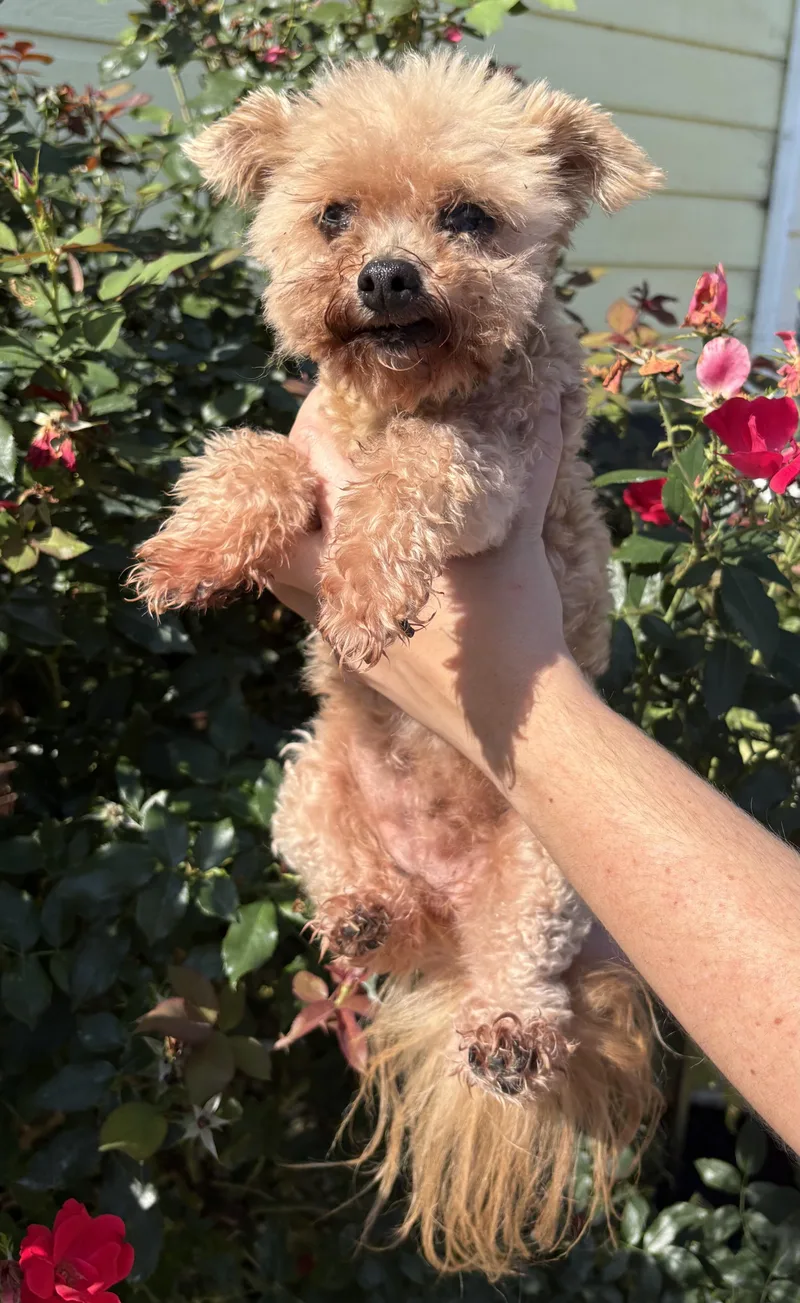 A senior small-sized female Apricot / Beige Maltipoo dog named Princess for adoption in Hartselle, AL