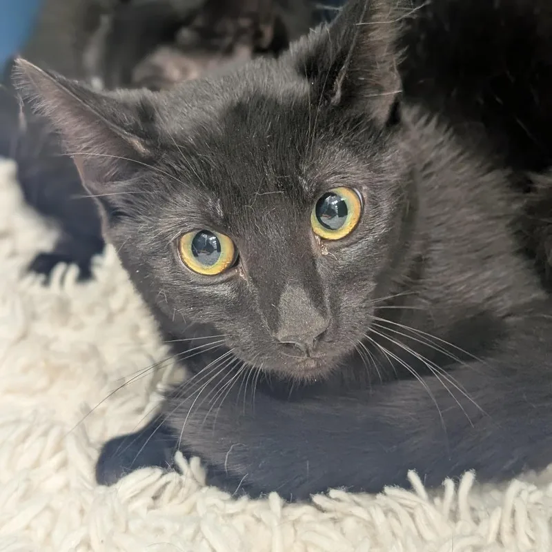 A young medium-sized female Black Domestic Short Hair cat named Onyx for adoption in Watertown, NY