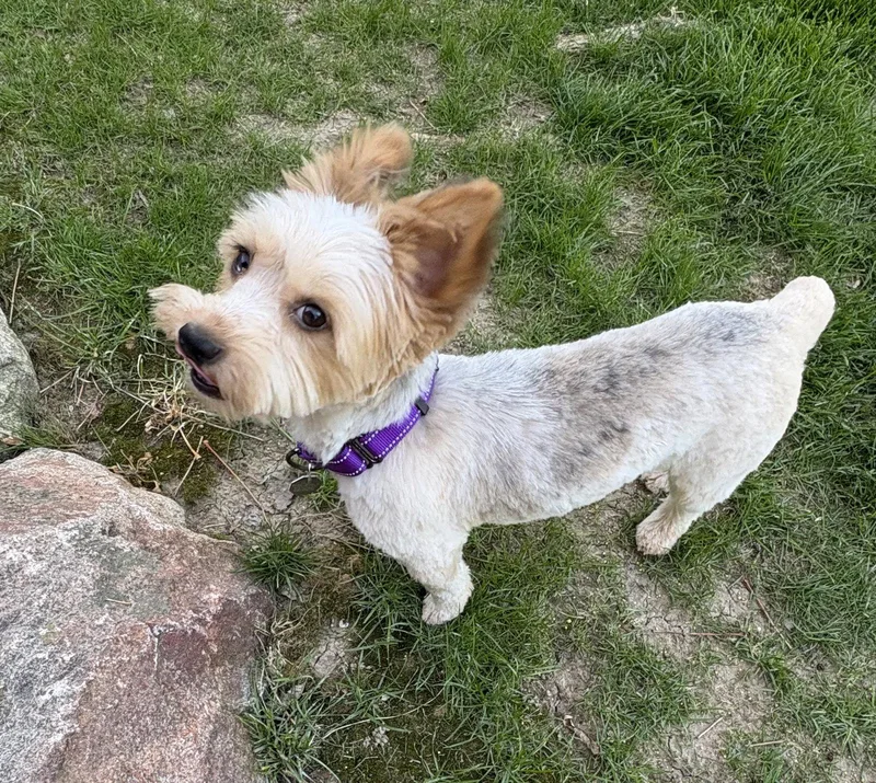 An adult small-sized female Yorkshire Terrier dog named Poppy for adoption in Omaha, NE