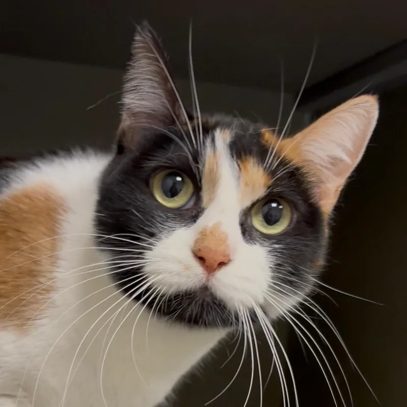 Everleigh Indoor Only