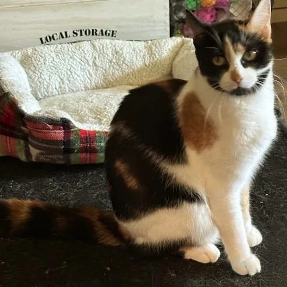 Everleigh Indoor Only thumbnail 2