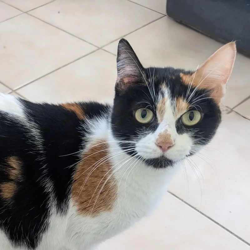 Everleigh Indoor Only thumbnail 3