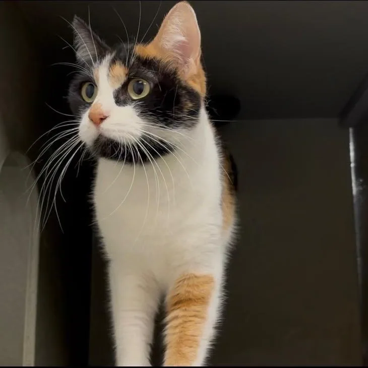 Everleigh Indoor Only thumbnail 4