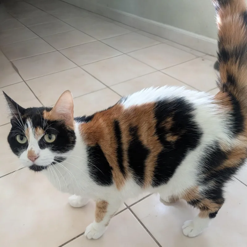 Everleigh Indoor Only thumbnail 5