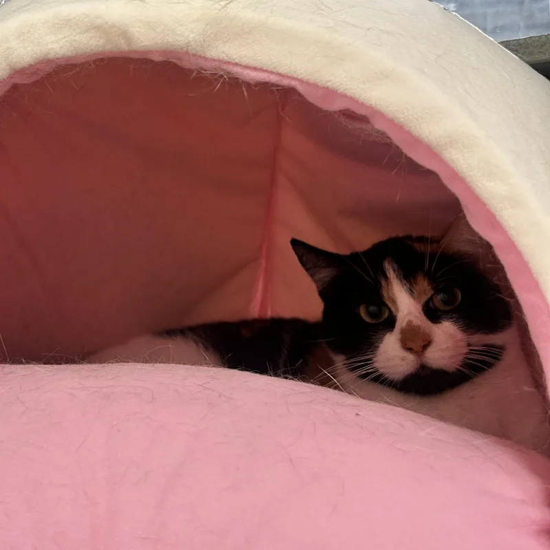 Everleigh Indoor Only thumbnail 6