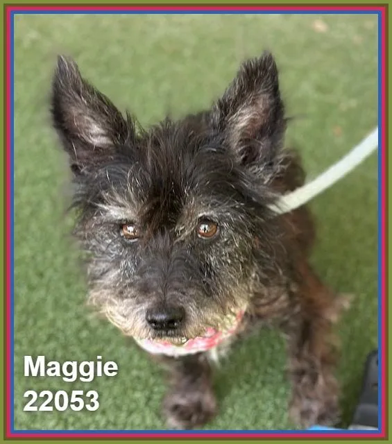 Maggie