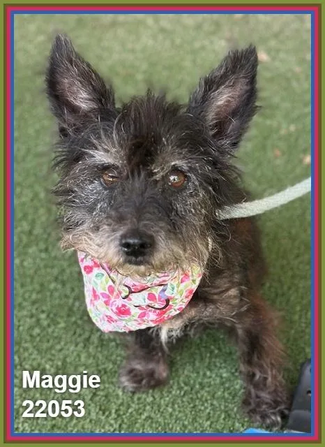 Maggie thumbnail 2