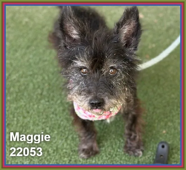 Maggie thumbnail 3