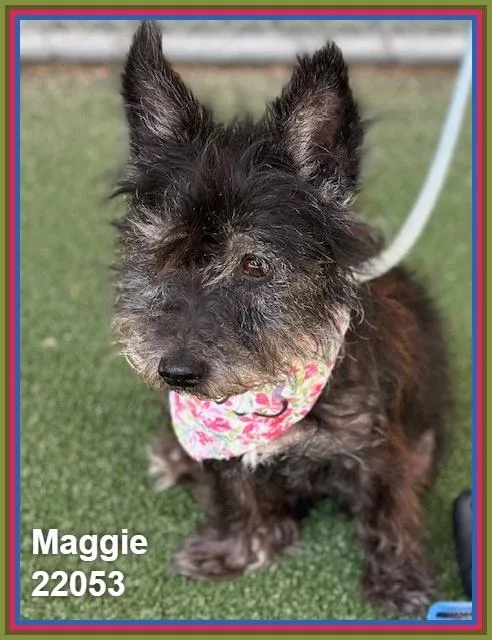 Maggie thumbnail 4