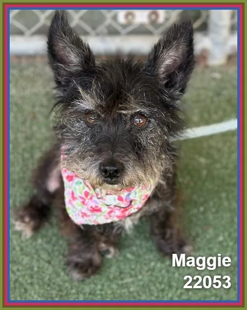 Maggie thumbnail 5