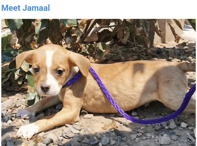 Jamaal