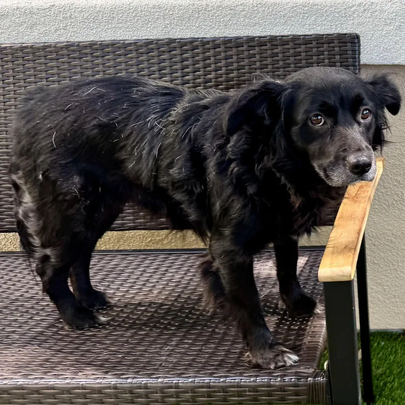 A young medium-sized female Terrier dog named Ella for adoption in Oakland, CA