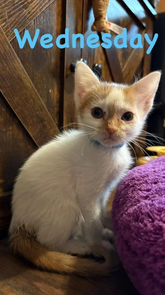 A baby medium-sized female Domestic Short Hair cat named Wednesday for adoption in Lewisville, TX