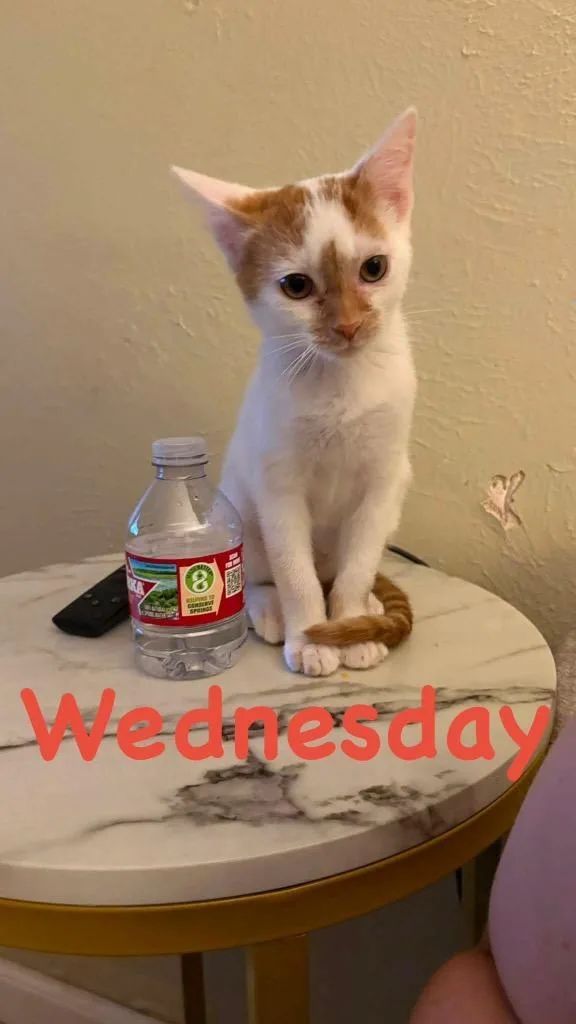 Wednesday thumbnail 2