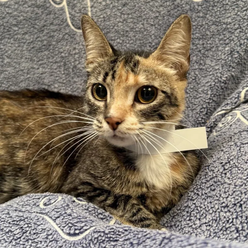 An adult medium-sized female Brown / Chocolate Domestic Short Hair cat named Cynthia for adoption in Hawthorne, CA