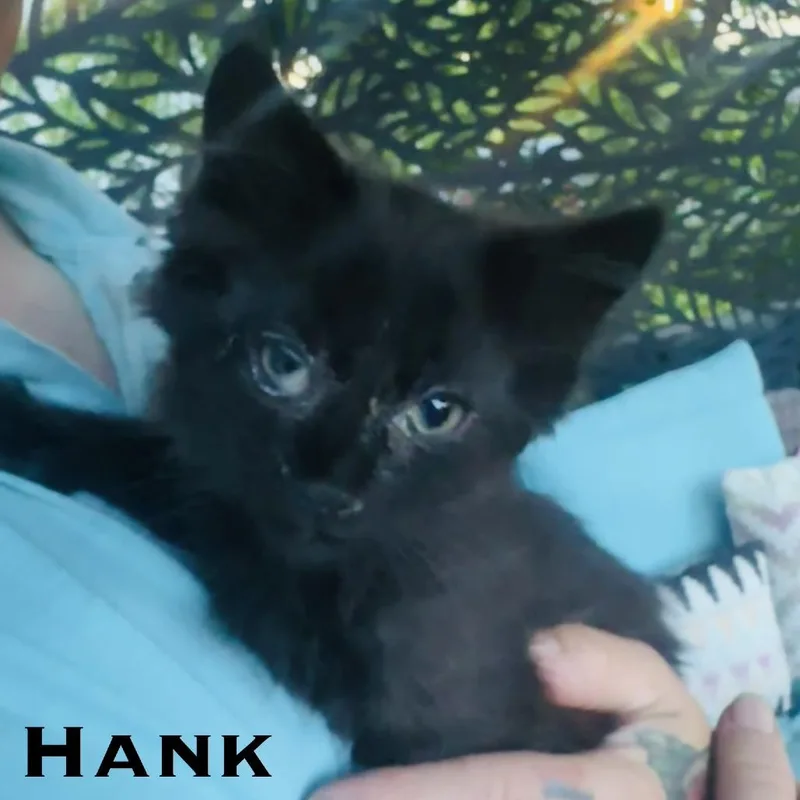 A baby medium-sized male Black Domestic Short Hair cat named Hank for adoption in Edwardsville, IL