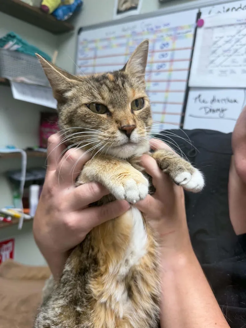 An adult medium-sized female Domestic Short Hair cat named Miss Demeanor for adoption in Lincoln, CA