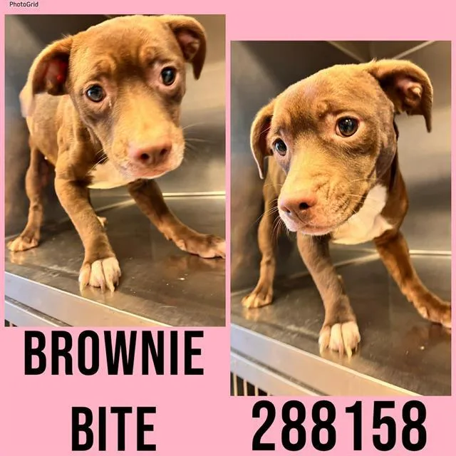 Brownie Bite