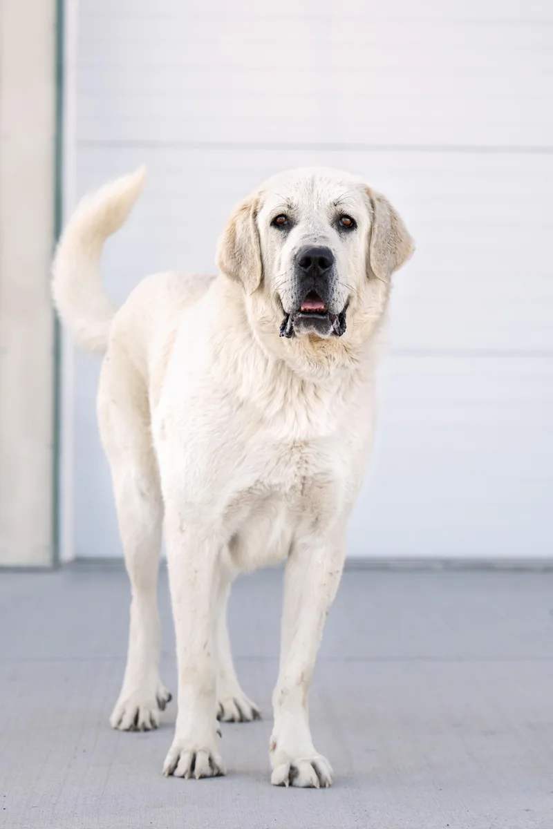 An adult extra large-sized male Great Pyrenees dog named Sterling:  Ridge Dog for adoption in Othello, WA