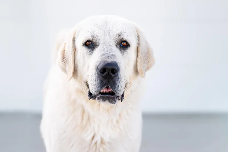 Sterling:  Ridge Dog thumbnail 2