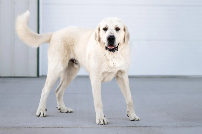 Sterling:  Ridge Dog thumbnail 3