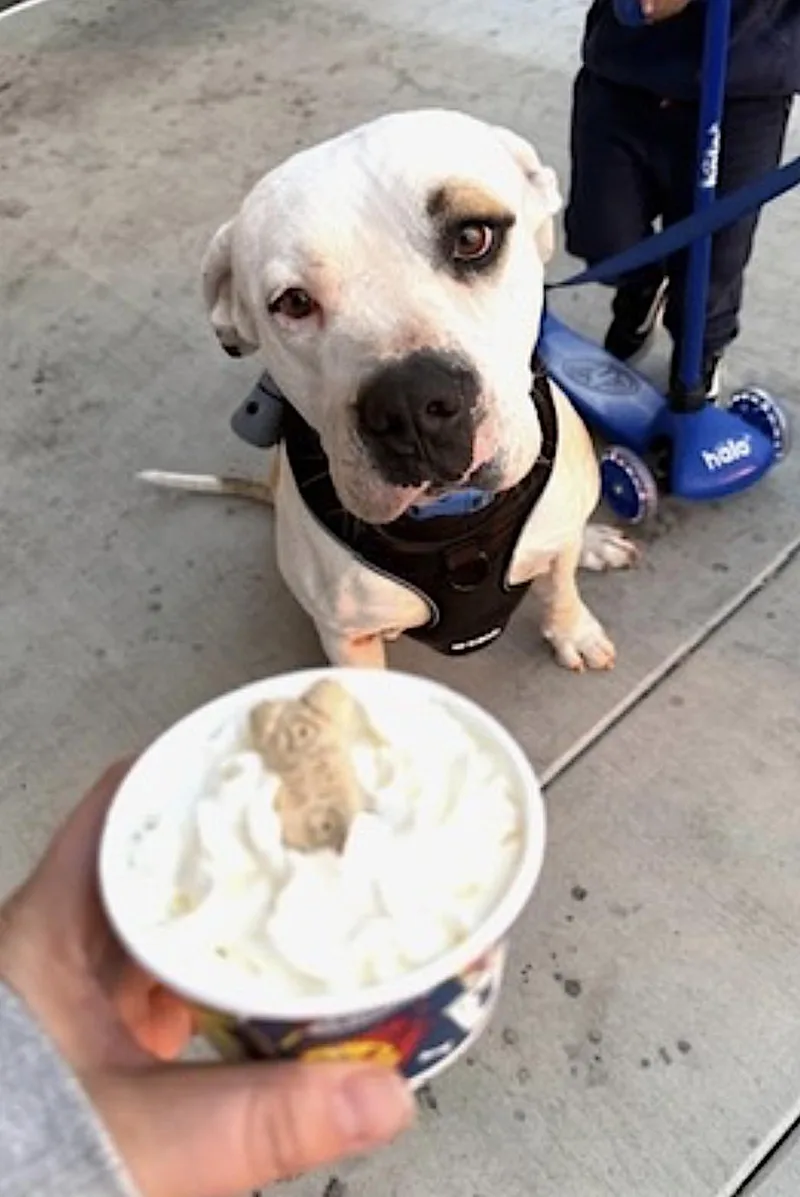 An adult large-sized male White / Cream Pit Bull Terrier dog named Theodore for adoption in Amherst, MA