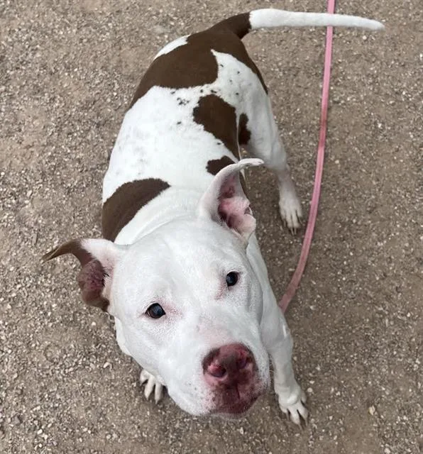 An adult large-sized female Pit Bull Terrier dog named Fairlee for adoption in Tucson, AZ