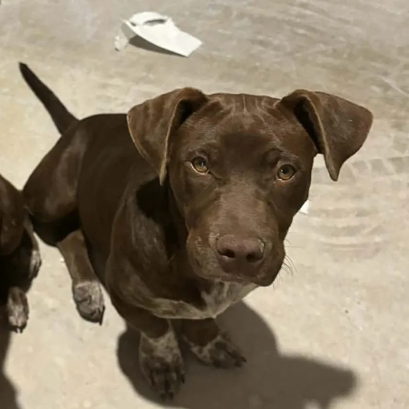 A young medium-sized male Brown / Chocolate Basset Hound dog named Mac for adoption in San Antonio, TX